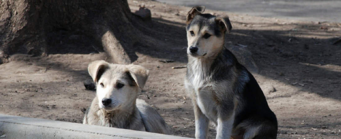 Animal errant ou animal en divagation en France ?