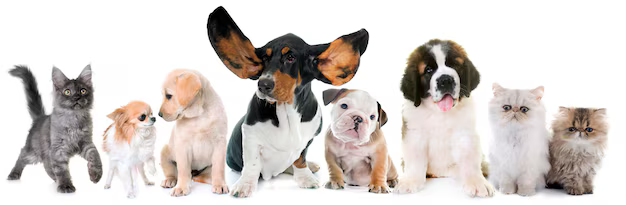 Le statut de l'animal de compagnie