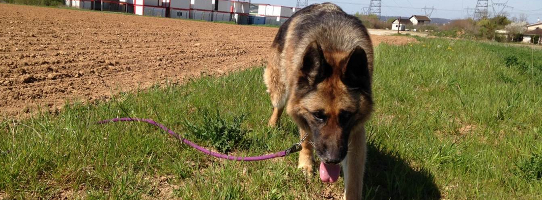 Les bons gestes à connaître si votre chien se blesse en marchant ou en courant