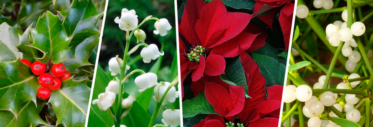 Plantes toxiques pour nos animaux de compagnie