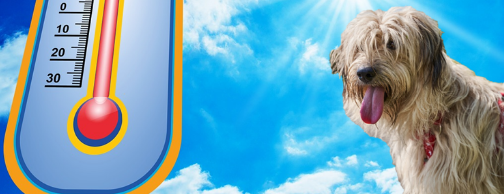 Le coup de Chaleur canin et félin