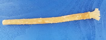 Le Siwak, la racine oubliée…