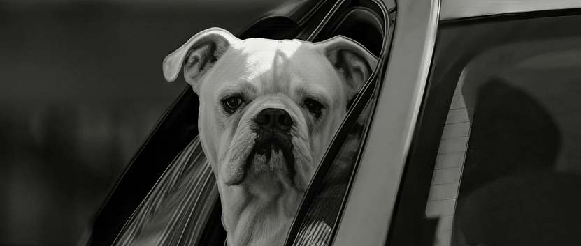 Le transport des animaux de compagnie en véhicule