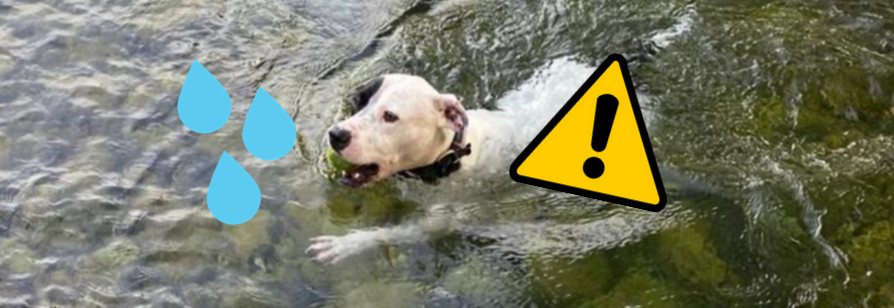 Les cyanobactéries peuvent avoir des effets très souvent redoutables pour nos animaux !